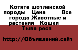 Котята шотланской породы › Цена ­ 40 - Все города Животные и растения » Кошки   . Тыва респ.